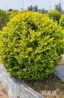 冠幅100厘米金叶女贞球