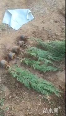 高度120厘米侧柏