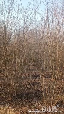 高度200厘米丛生紫薇