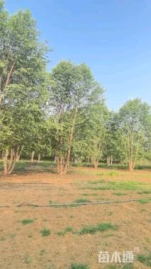 高度700厘米丛生河桦