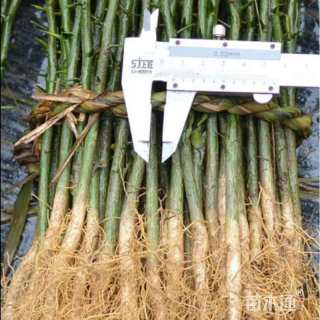 高度30厘米枸橘小苗