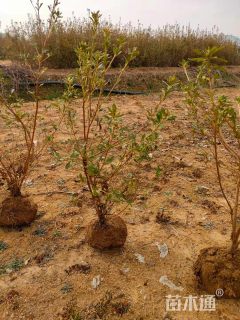 高度155厘米映山红