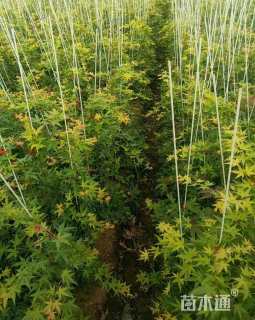 0.8公分日本红枫