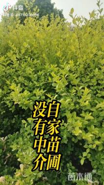 高度60厘米冬青小苗