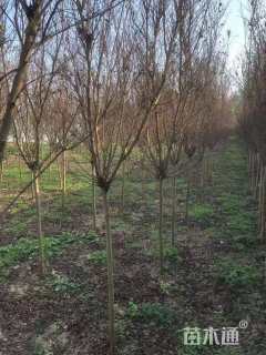 高度150厘米天鹅绒紫薇