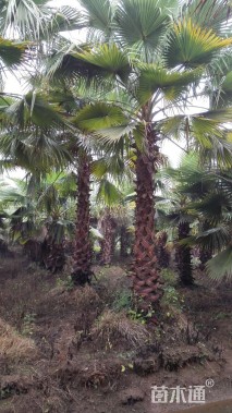 裸干高200厘米椰子