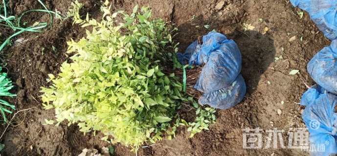 高度40厘米金山绣线菊