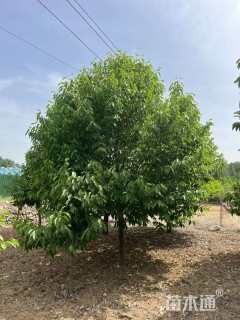 13公分二乔玉兰