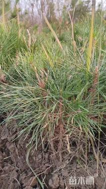 高度20厘米黑松小苗