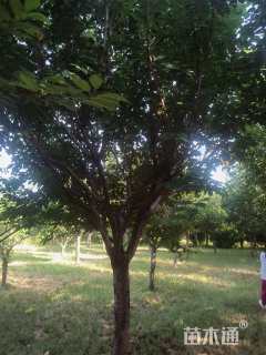 12公分日本晚樱