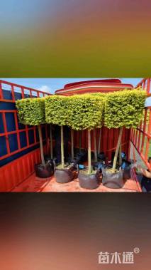 高度150厘米亮金女贞