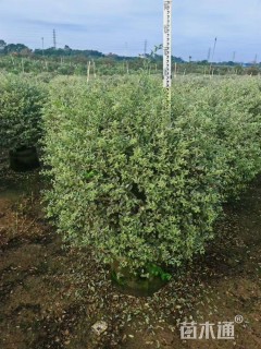 冠幅100厘米银姬小蜡球