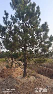 高度400厘米黑松