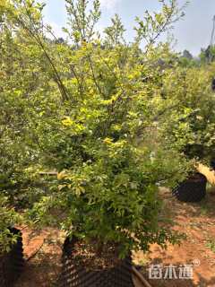 高度150厘米嘉宝果