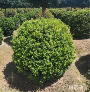 冠幅100厘米海桐球