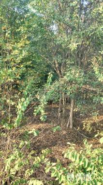 高度300厘米丛生紫薇