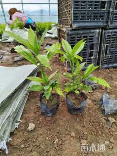 高度25厘米洒金珊瑚