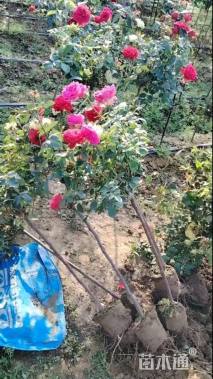 高度80厘米棒棒糖月季