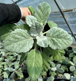 高度20厘米鼠尾草