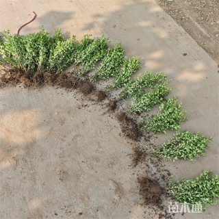 高度48厘米瓜子黄杨