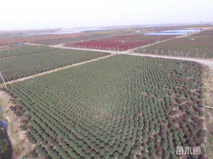 冠幅190厘米红叶石楠球