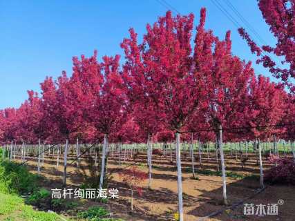 12公分绚丽海棠