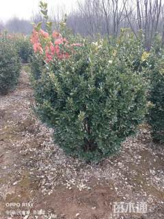 冠幅120厘米大叶黄杨球