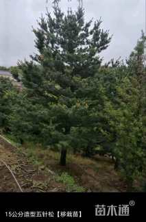 15公分造型五针松