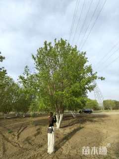 高度1000厘米丛生五角枫