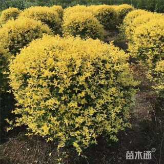 冠幅160厘米金叶女贞球
