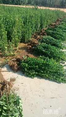 高度50厘米北海道黄杨