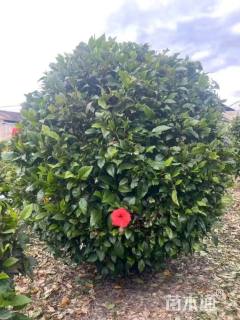 高度80厘米扶桑