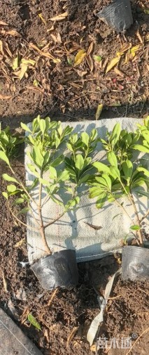 高度25厘米海桐