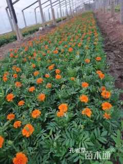 高度15厘米万寿菊