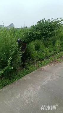 高度180厘米木槿