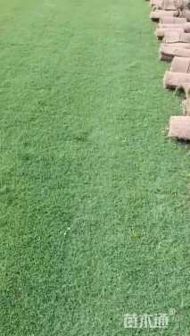 草卷状百慕大草