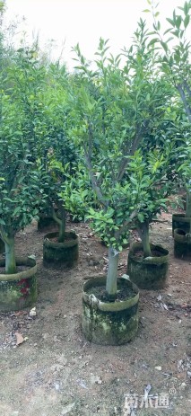 高度160厘米皇帝柑