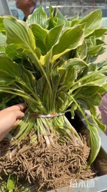 高度20厘米金边玉簪