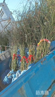 150厘米藤本月季