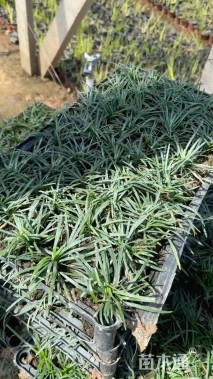 高度8厘米玉龙草