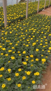 高度18厘米万寿菊