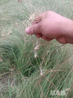 野牛草
