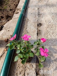 高度28厘米凤仙花