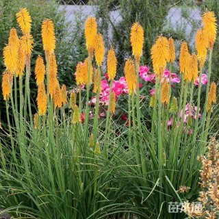 高度40厘米火炬花