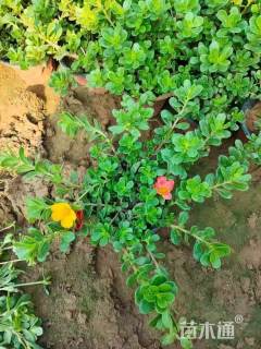 高度12厘米太阳花【价格/图片/规格】仅供参考 ➡详情📞📞