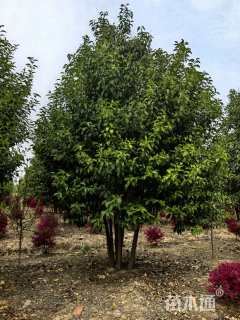 高度500厘米丛生大叶女贞