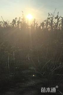 高度150厘米欧洲荚蒾