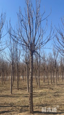 12公分速生楸树