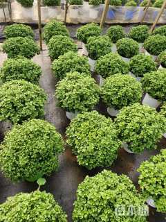 高度20厘米球菊