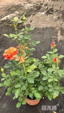 高度20厘米欧洲月季